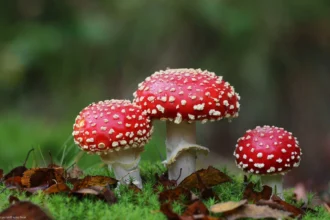 Fliegenpilz für besseren Schlaf: Natürliche Entspannung am Abend